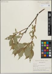 Foto von Salix lucida Muhl.